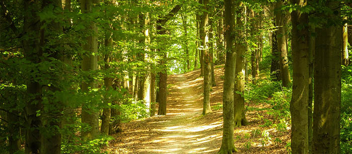 Formazione Guide Forest Bathing